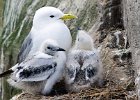 KITTIWAKE WITH CHICKS (1)  llj666@hotmail.co.uk